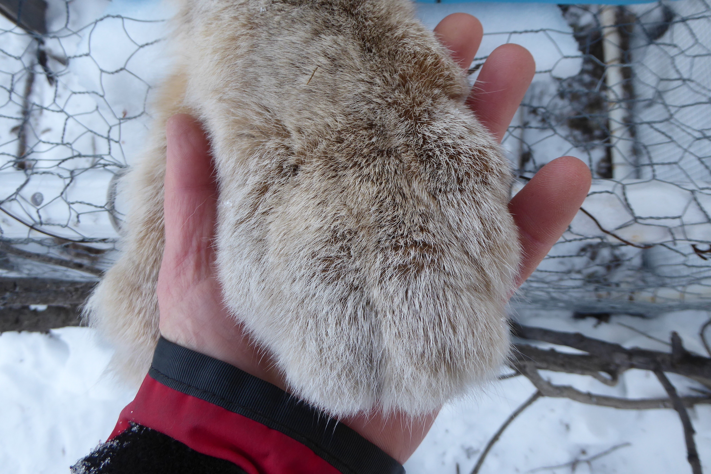 Live trapping Lynx In The Far North Geophysical Institute live-trapping-lynx-in-the-far-north-geophysical-institute